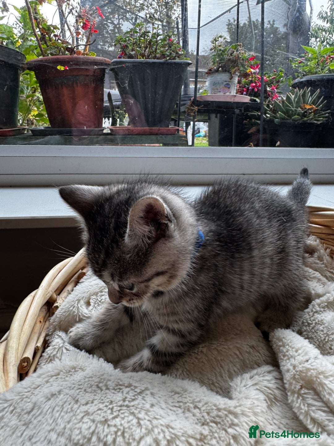 British Shorthair cats for sale: Gorgeous British Shorthair Kittens   - Image 22