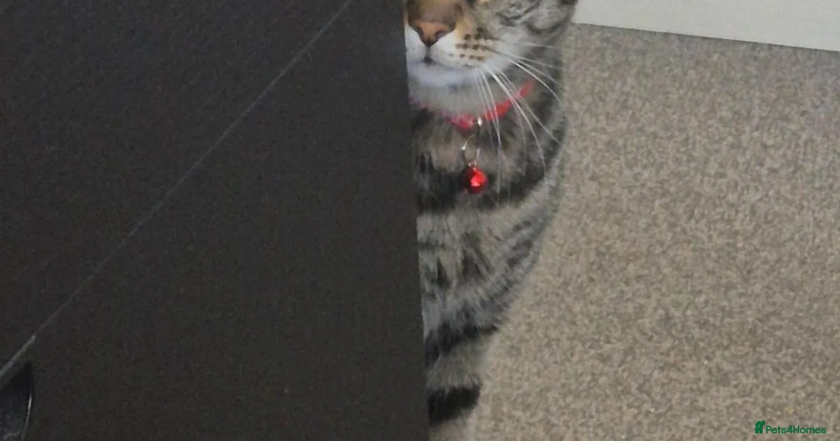 Handsome Bengal X Domestic Shorthair (Indoor Cat) for sale in Reading ...