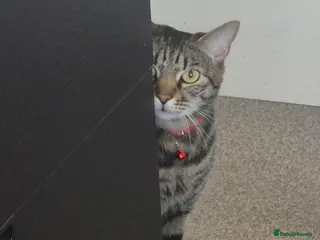 Mixed Breed cats Handsome Bengal X Domestic Shorthair (Indoor Cat) - Advert 3