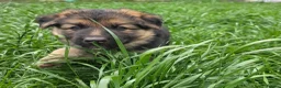 German Shepherd dogs for sale: German Shepherd Pups in Newcastle - Advert 19