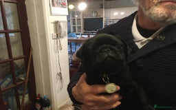 Pug dogs for sale: Platinum pug girls vaccinated Insured microchipped - Image 16