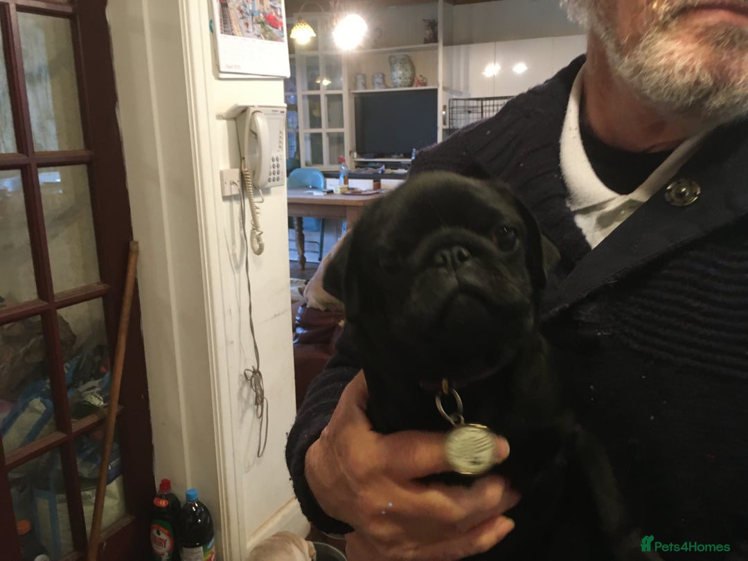 Pug dogs for sale: Platinum pug girls vaccinated Insured microchipped - Image 16