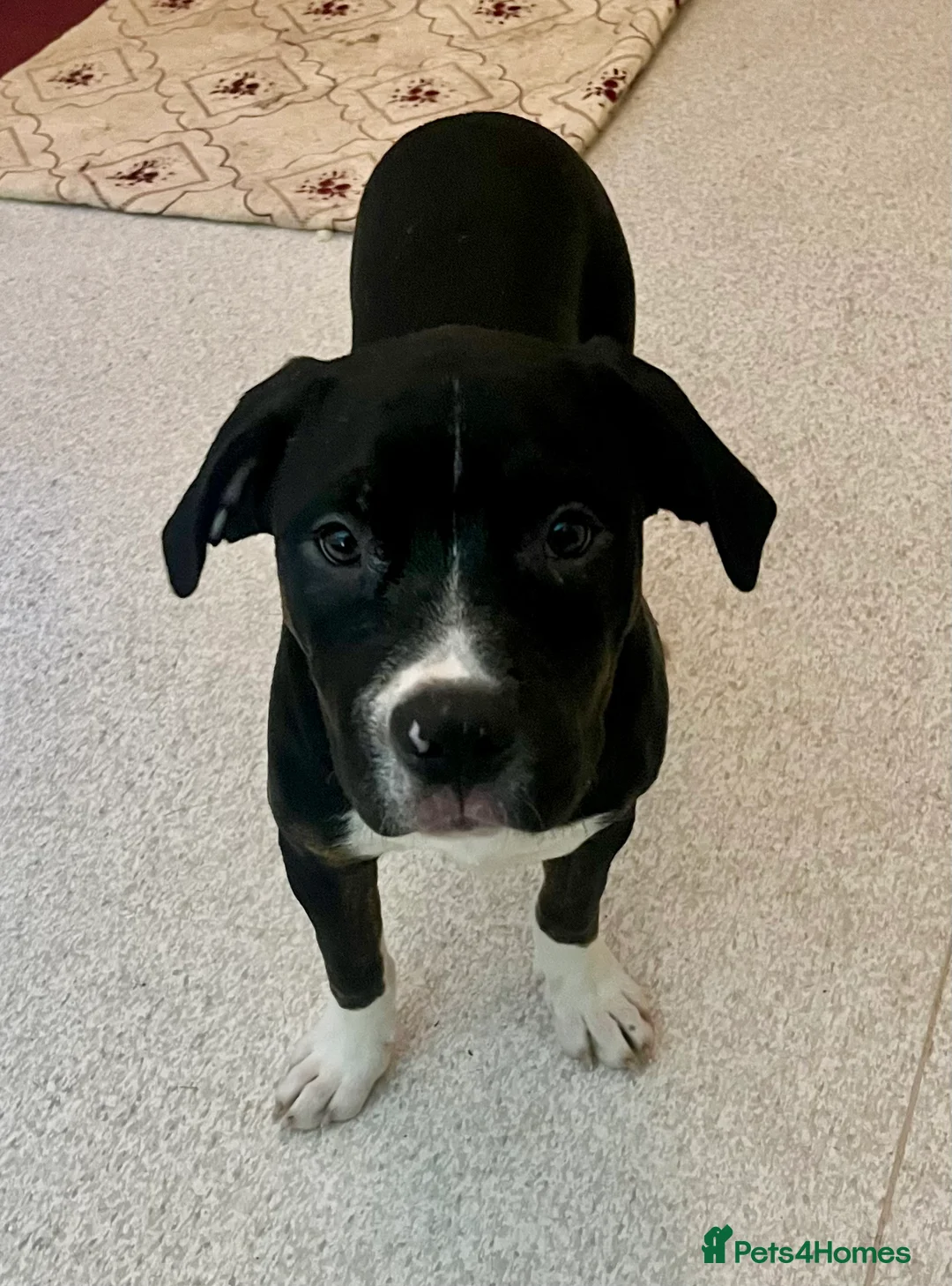 Mixed Breed dogs for sale: 3 beautiful babies left 😍 - Advert 3