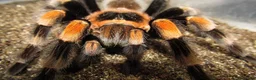 Tarantulas invertebrates for sale: MEXICAN REDKNEE TARANTULA MALE  - Advert 2