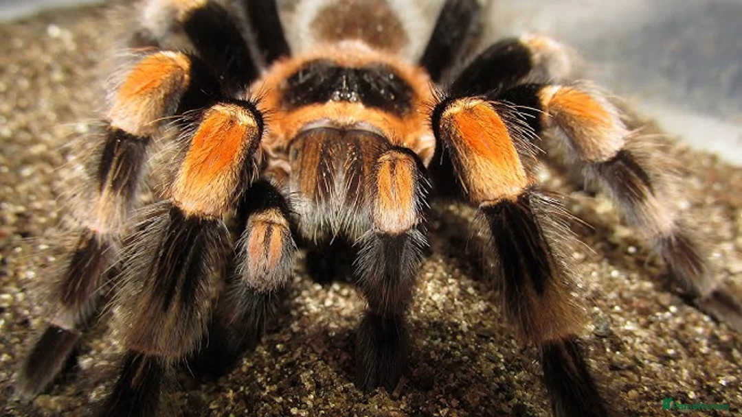 Tarantulas invertebrates for sale: MEXICAN REDKNEE TARANTULA MALE  - Advert 2
