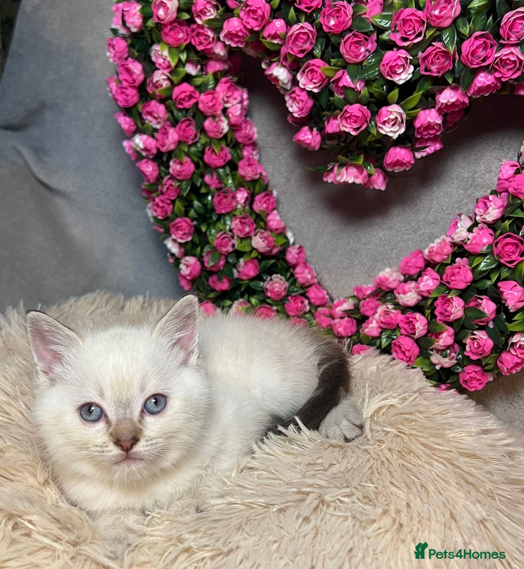 Mixed Breed cats for sale: 6 cute blue-eyed Ragdoll and BSH mix kittens  - Advert 4