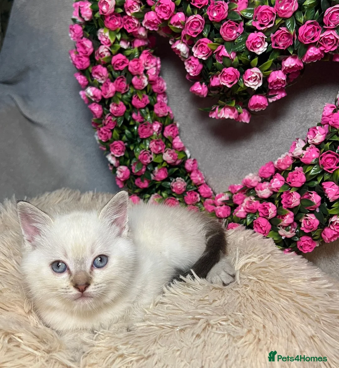 Mixed Breed cats for sale: 6 cute blue-eyed Ragdoll and BSH mix kittens  - Advert 4