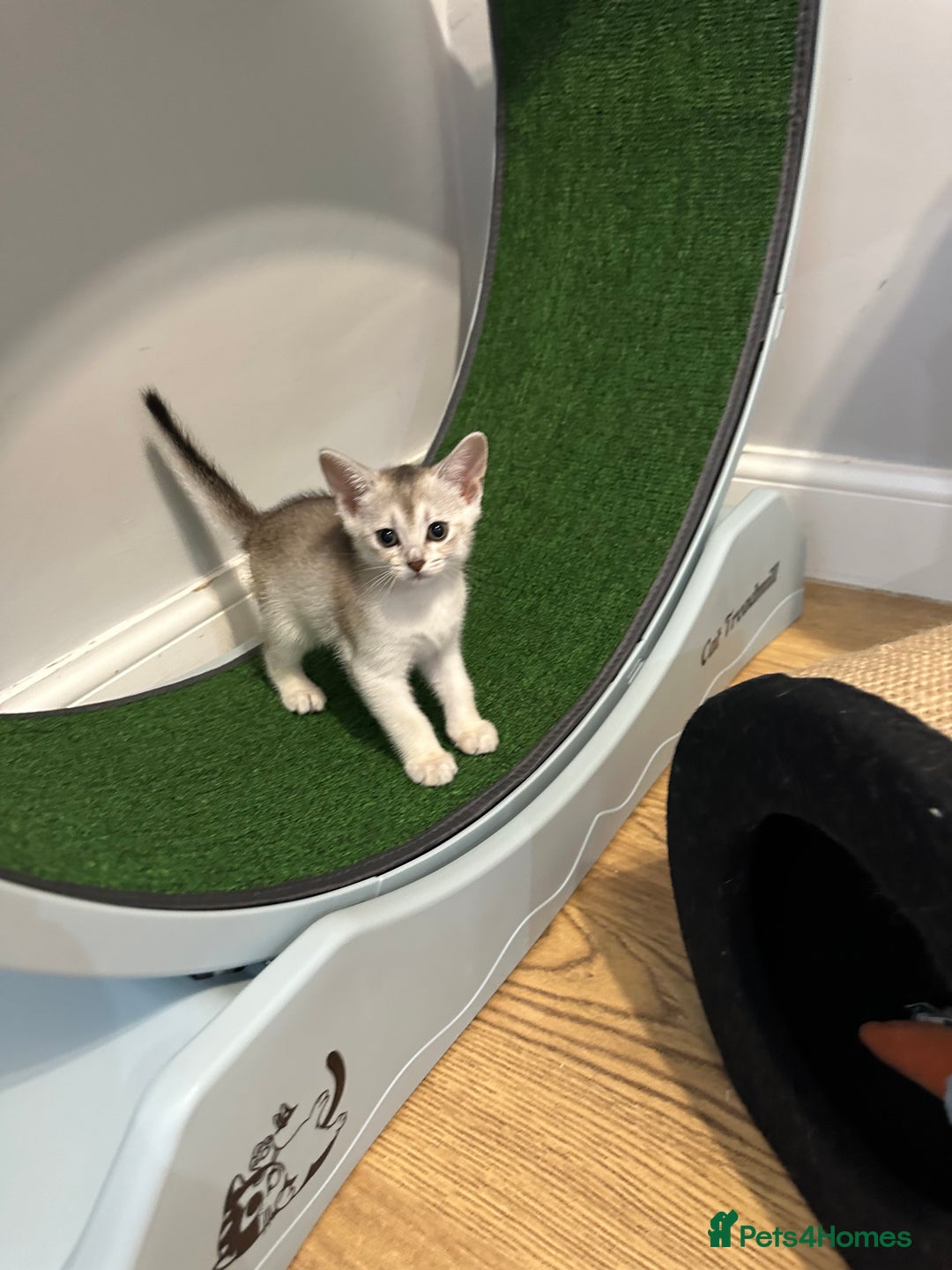 Abyssinian cats for sale: Pedigree Silver Abyssinian kittens - Image 9