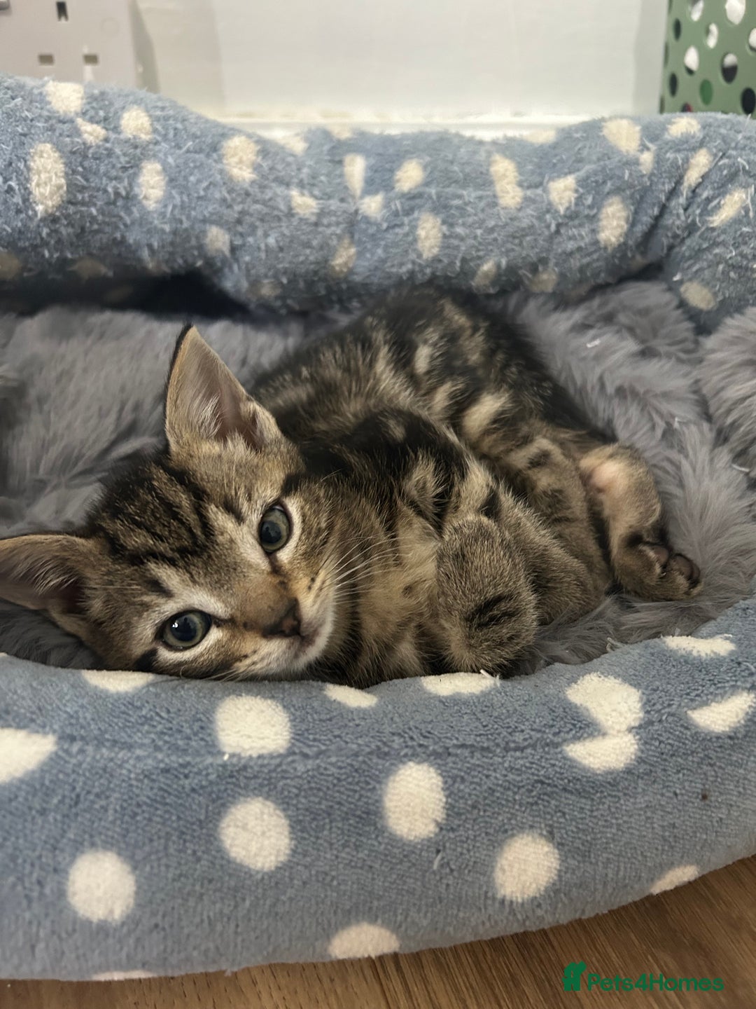 Mixed Breed cats for sale: 5 Beautiful mixed breed kittens for sale - Image 4
