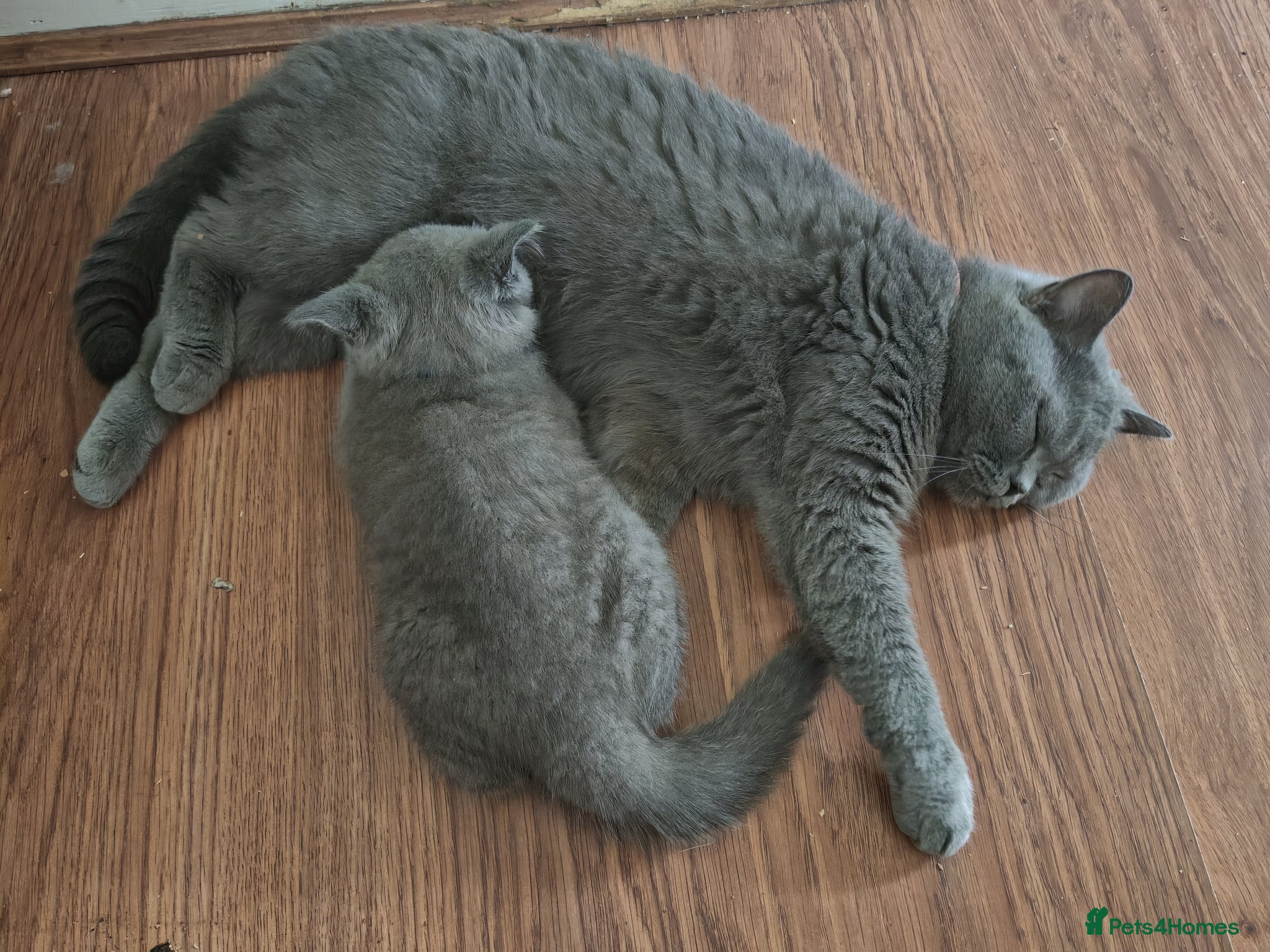 British Shorthair cats for sale: For sale Kittens ready  in Wakefield - Advert 7