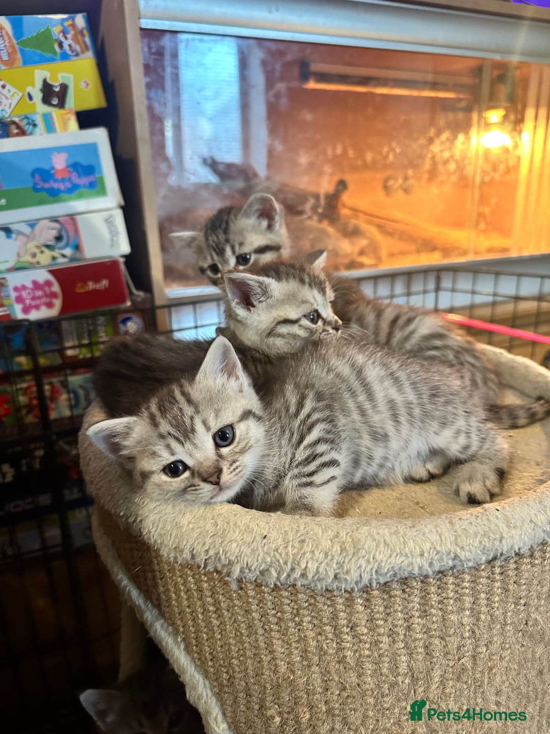 British Shorthair cats for sale: Cute British shorthair kittens - Advert 11