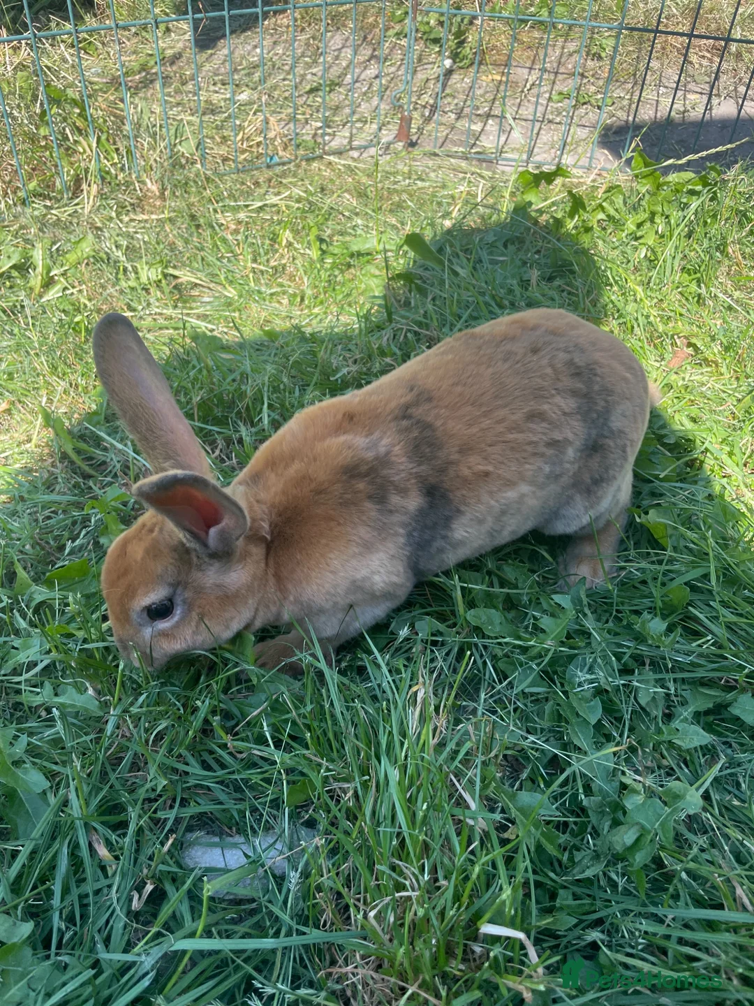 Rex rabbits for sale: Red mixed bunnies  - Advert 8