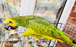Parrots birds for sale: Hand tamed talking blue fronted Amazon parrot  - Image 5