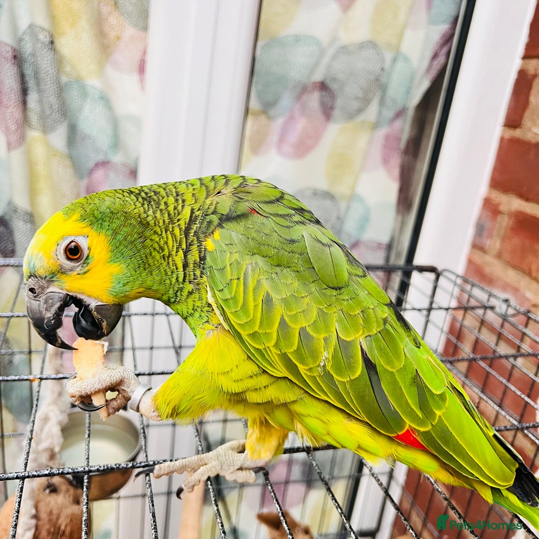 Parrots birds for sale: Hand tamed talking blue fronted Amazon parrot  - Image 5