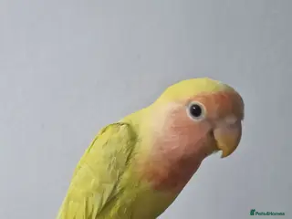 Budgerigars birds Baby Lovebird For Sale! - Advert 1