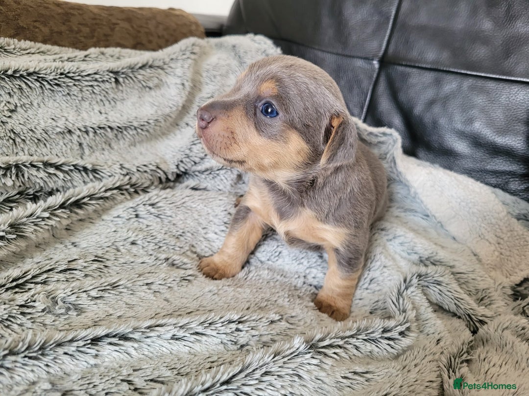 Jack Russell dogs for sale: Lilac/Blue Jack Russell puppies  in Hornchurch - Image 24