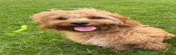 Cavapoo dogs for sale: Loveable Cavapoo - Advert 7