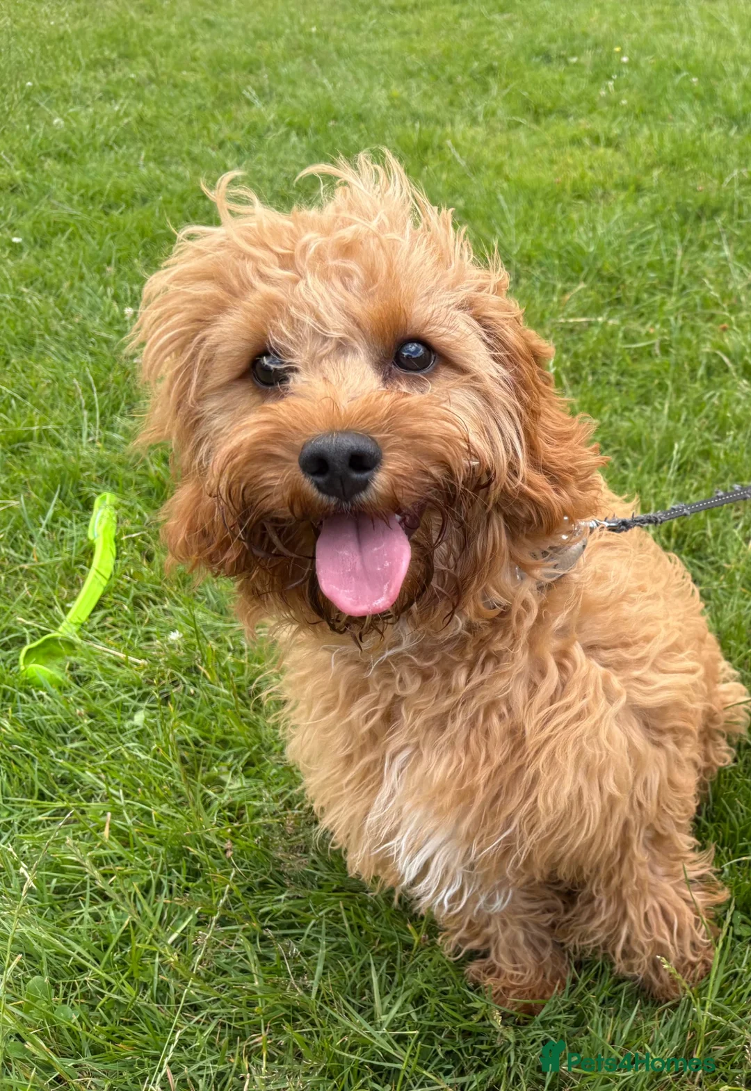 Cavapoo dogs for sale: Loveable Cavapoo - Advert 7