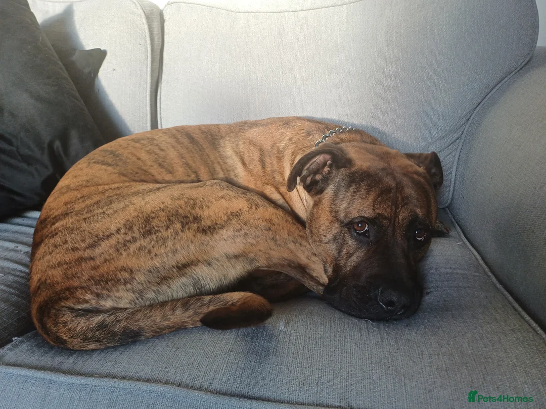 Presa Canario dogs for sale: Bronson Presa Canario - Advert 3