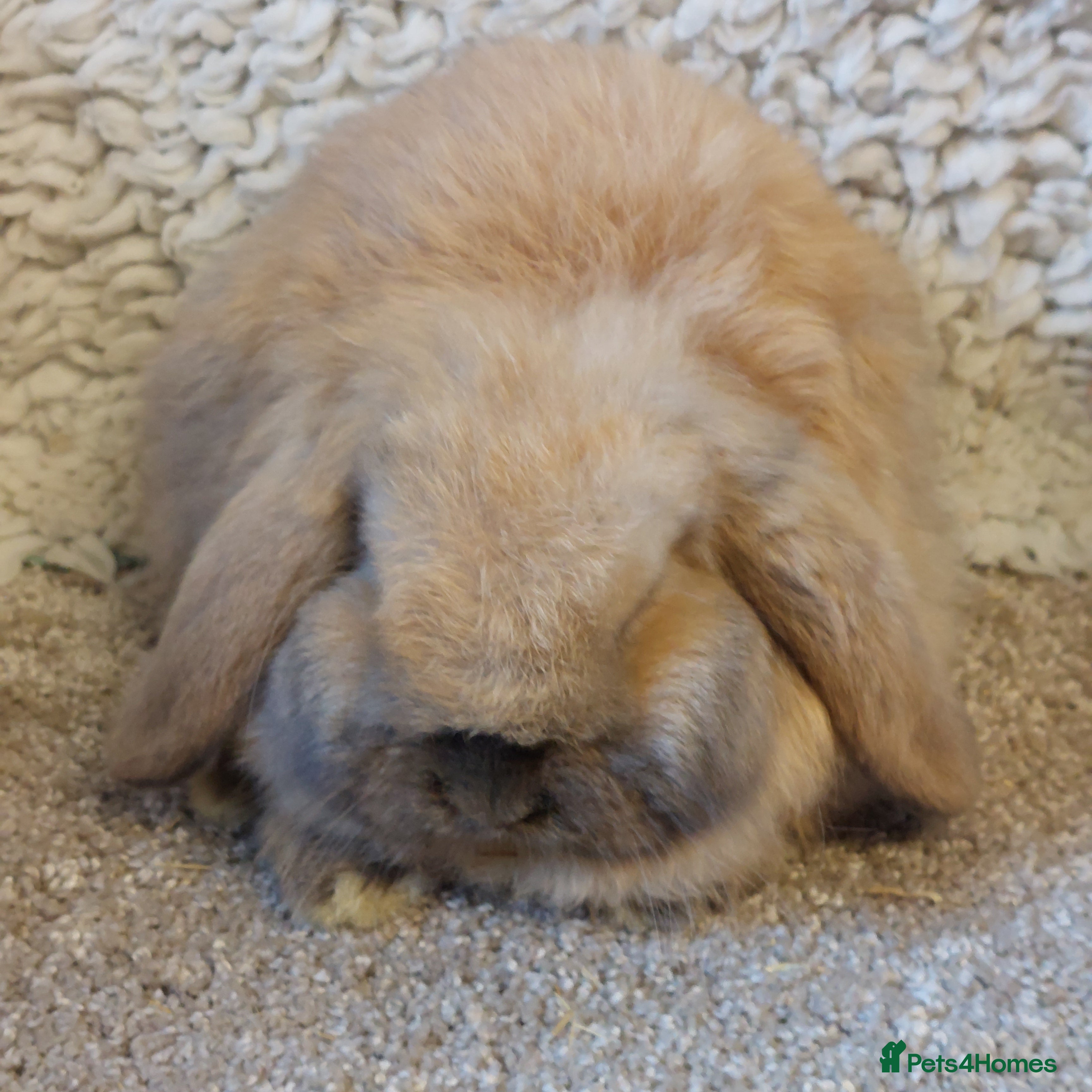 Mini Lop rabbits  10 weeks old  Pure bred Minilop baby - Advert 16