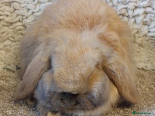 Mini Lop rabbits 10 weeks old Pure bred Minilop baby - Advert 19
