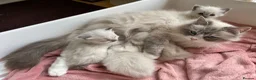 Ragdoll cats for sale: Pure/full Ragdoll kittens one girl and two boys  in Northwich - Advert 6