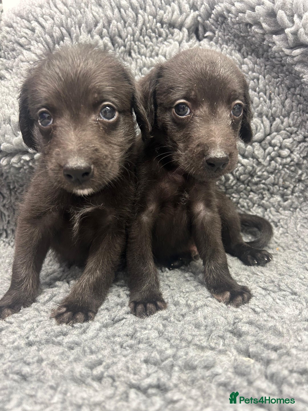 Mixed Breed dogs for sale: GENUINE BEDDY WHIPPETS 2 BOYS LEFT - Advert 21