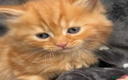 Ragdoll cats for sale: Beautiful Ragdoll cross kittens  - Image 9