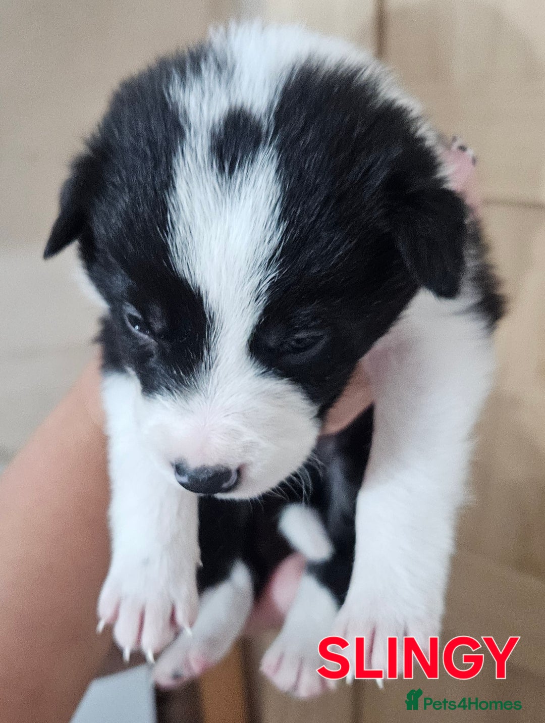 Border Collie dogs for sale: Border collie puppies for sale  - Image 6