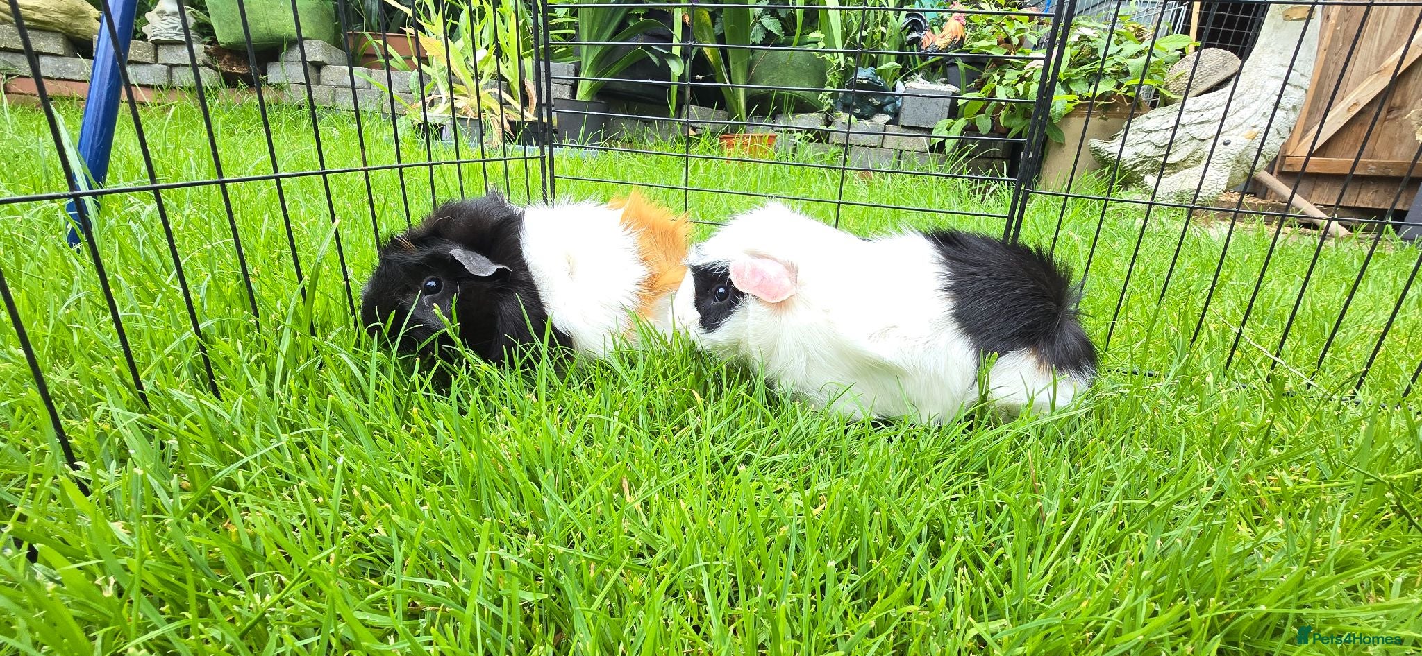 Guinea Pig rodents Mixed Guinea pigs adult sow, younge sows and boars - Advert 7