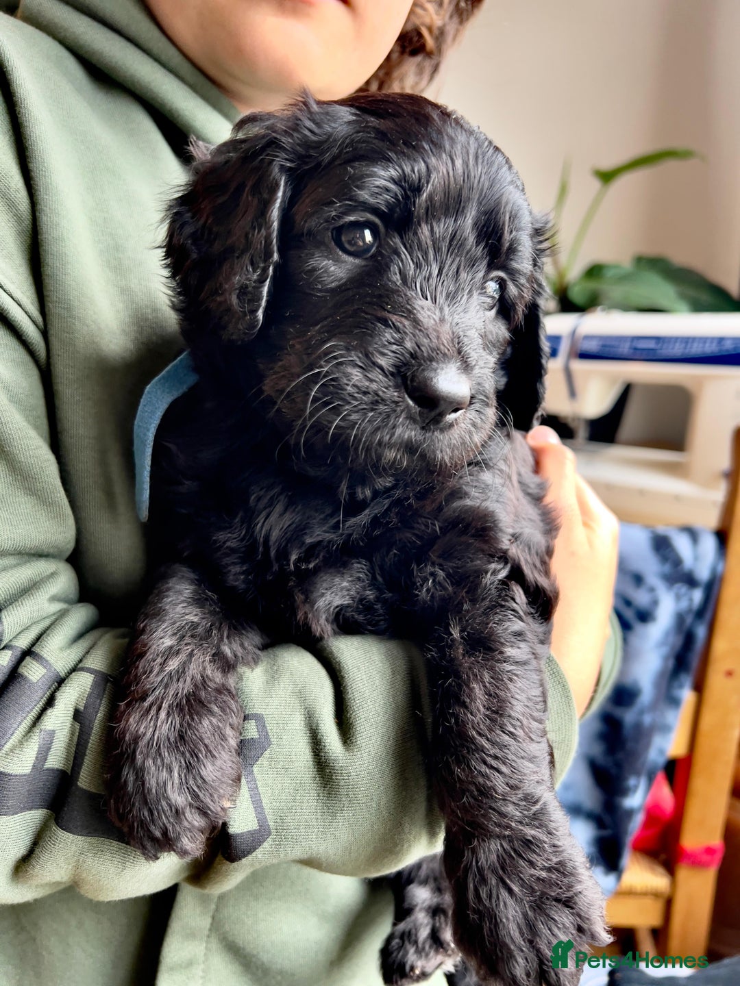 Goldendoodle dogs for sale: Black Phantom Goldendoodles Ready For A New Home! - Advert 16