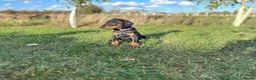 Dobermann dogs for sale: KC  reg Dobermann puppies  - Advert 11