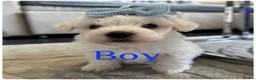 Maltese dogs for sale: Pure white Maltese puppies  - Advert 10