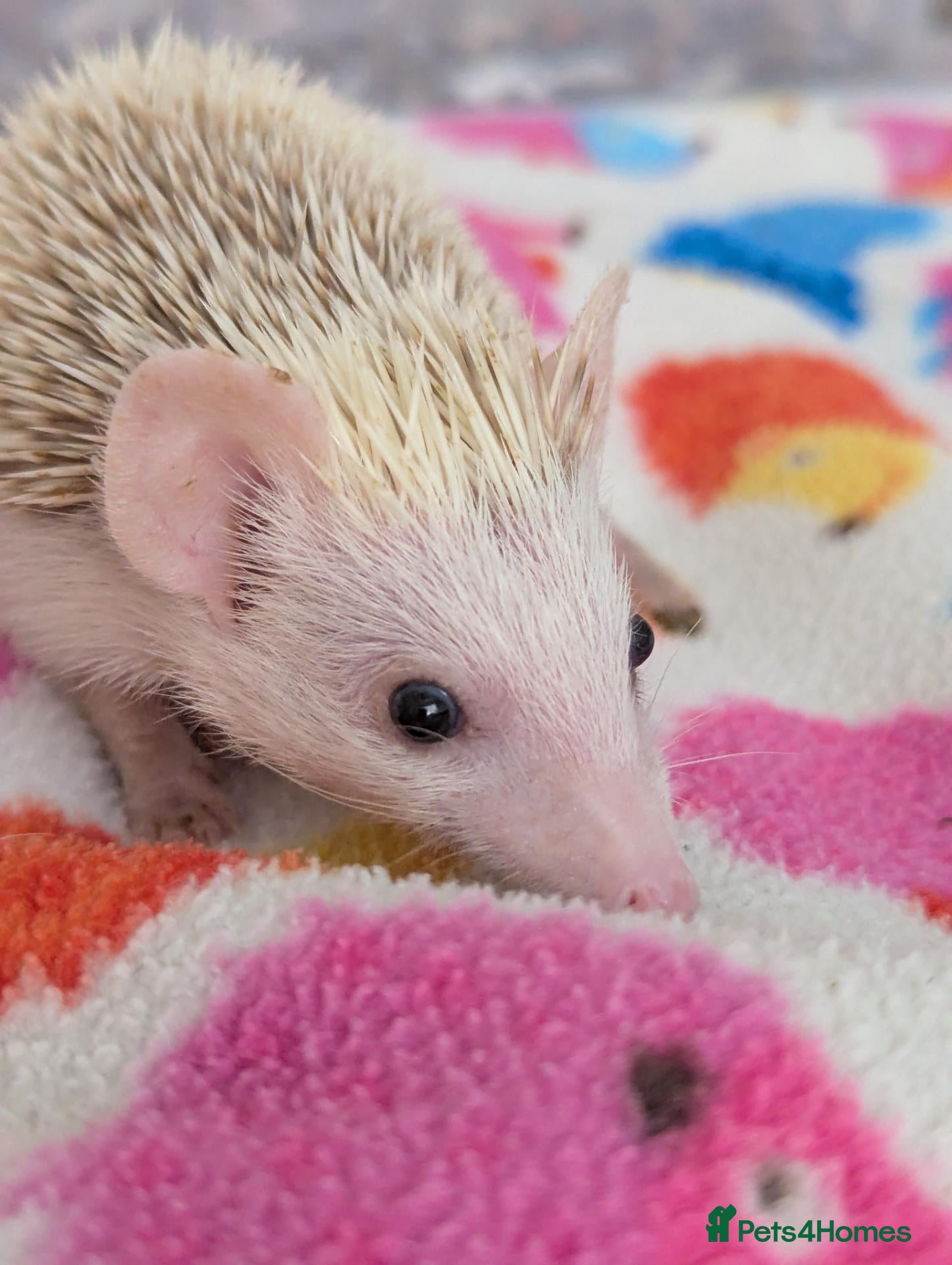 Pygmy Hedgehog rodents Stunning Hoglets 8 weeks old/Ready Now - Advert 1