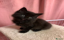 Ragdoll cats for sale: Beautiful Rag-doll cross Siberian kittens 7 weeks - Image 3