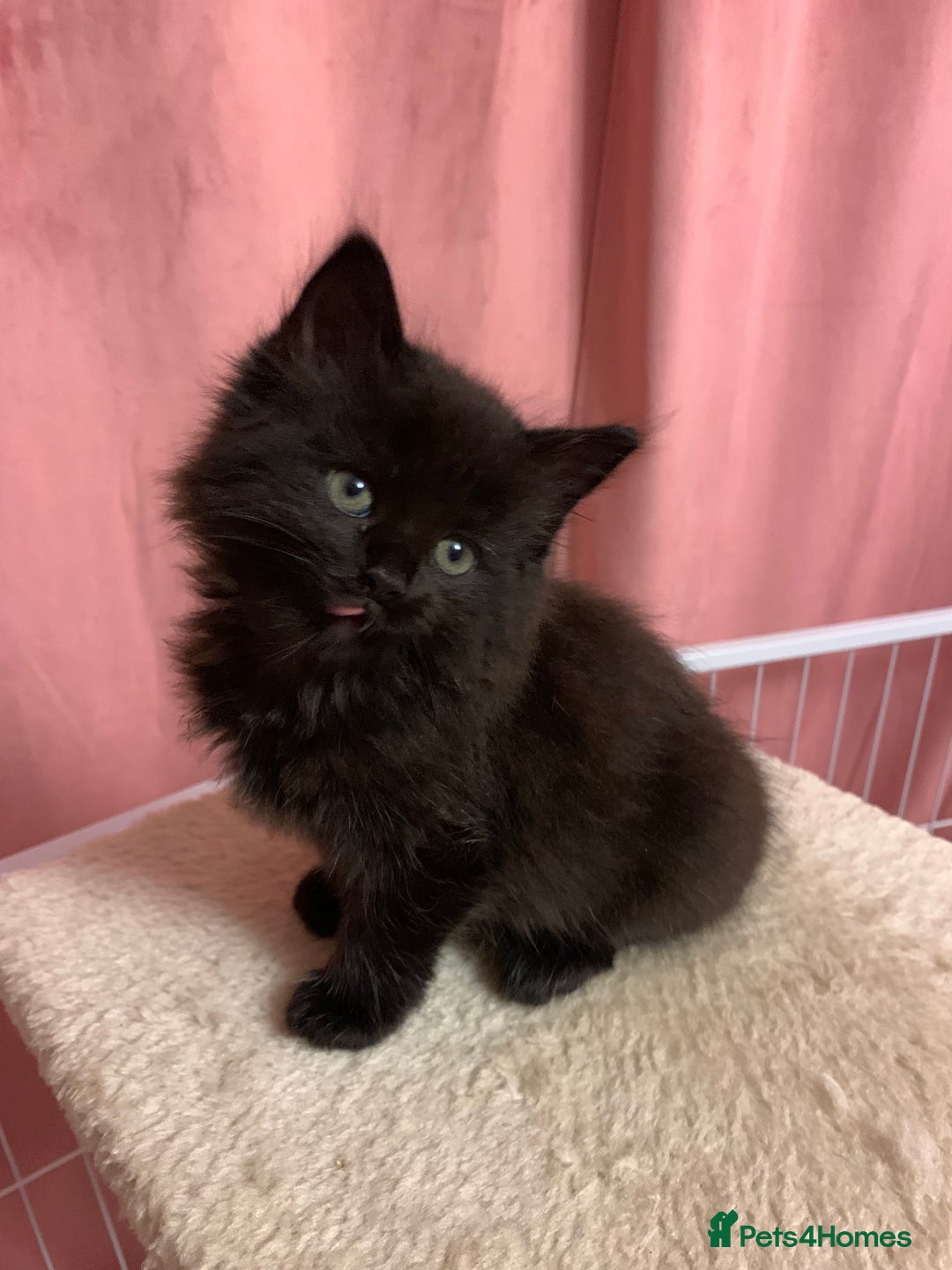 Ragdoll cats for sale: Beautiful Rag-doll cross Siberian kittens 7 weeks - Image 3