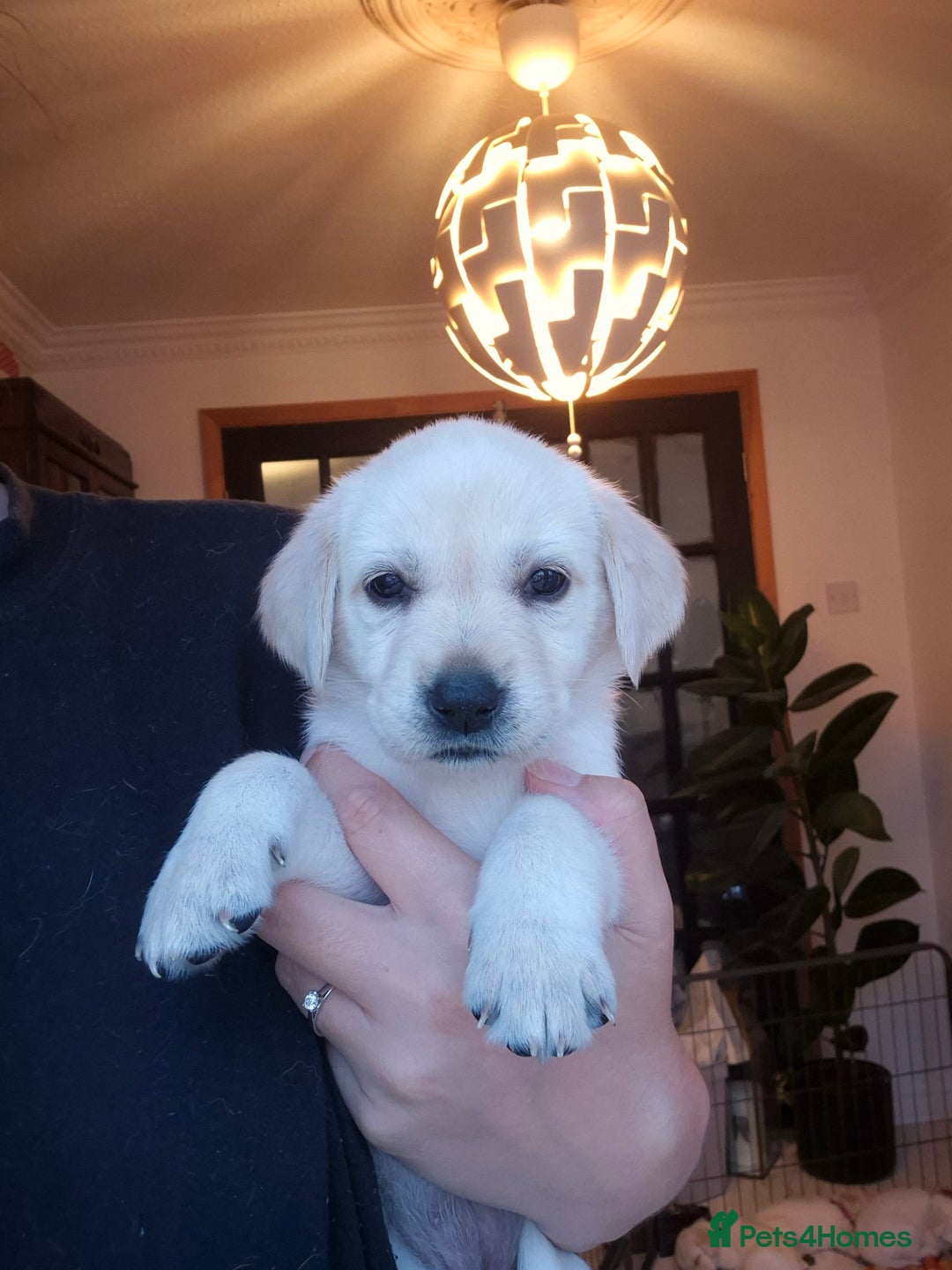 Labrador Retriever dogs for sale: Beautiful labrador puppies for sale - Image 20