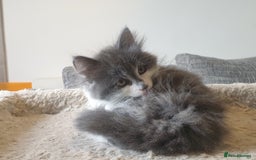 Mixed Breed cats for sale: Beautiful girl gray & white  - Image 6