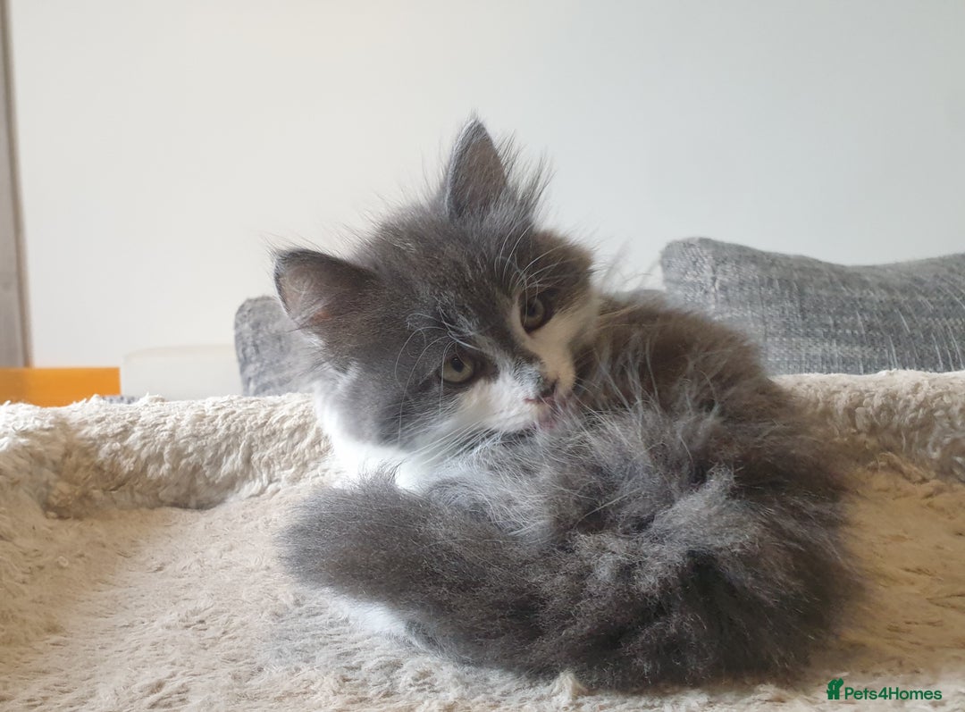Mixed Breed cats for sale: Beautiful girl gray & white  - Image 6