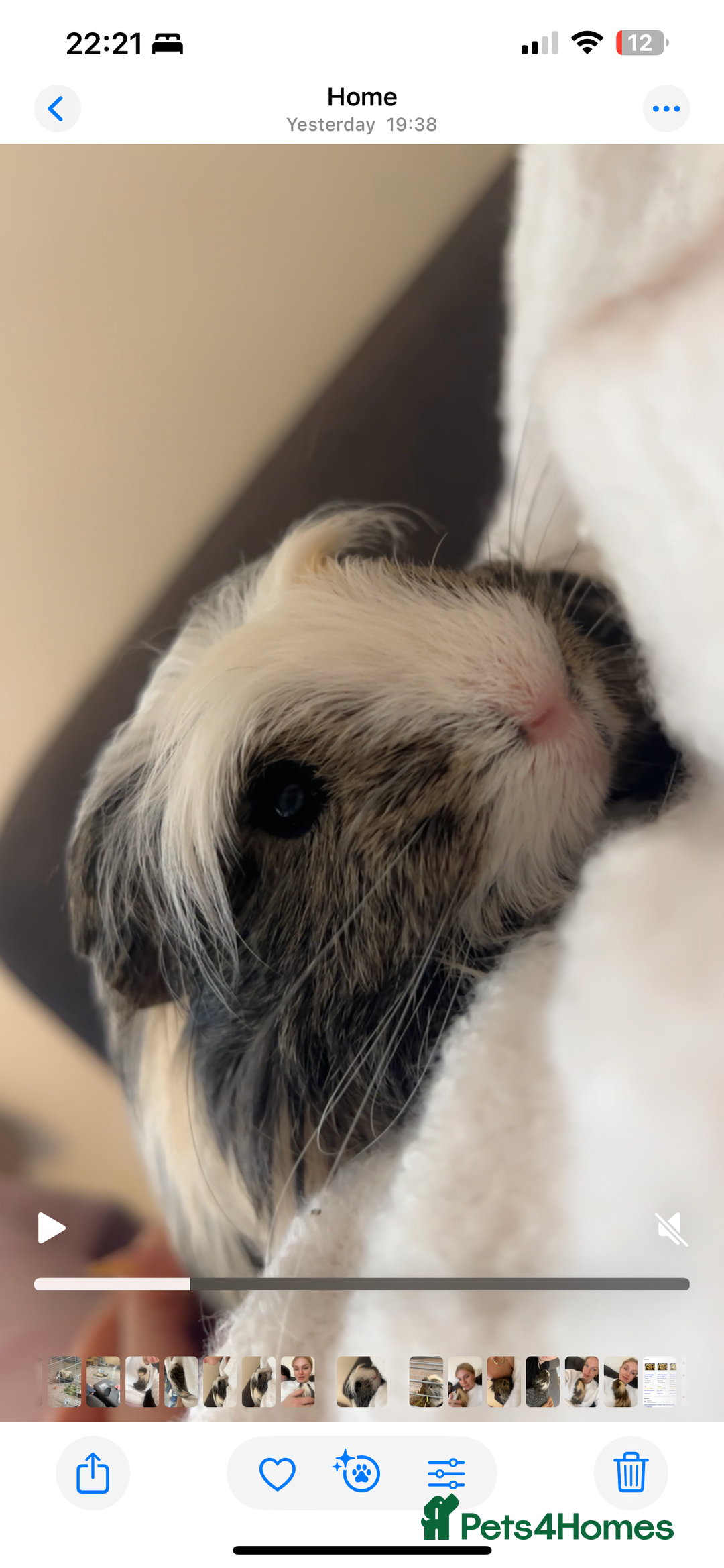 Guinea Pig rodents for sale: 2 male brother guinea pigs  - Image 5