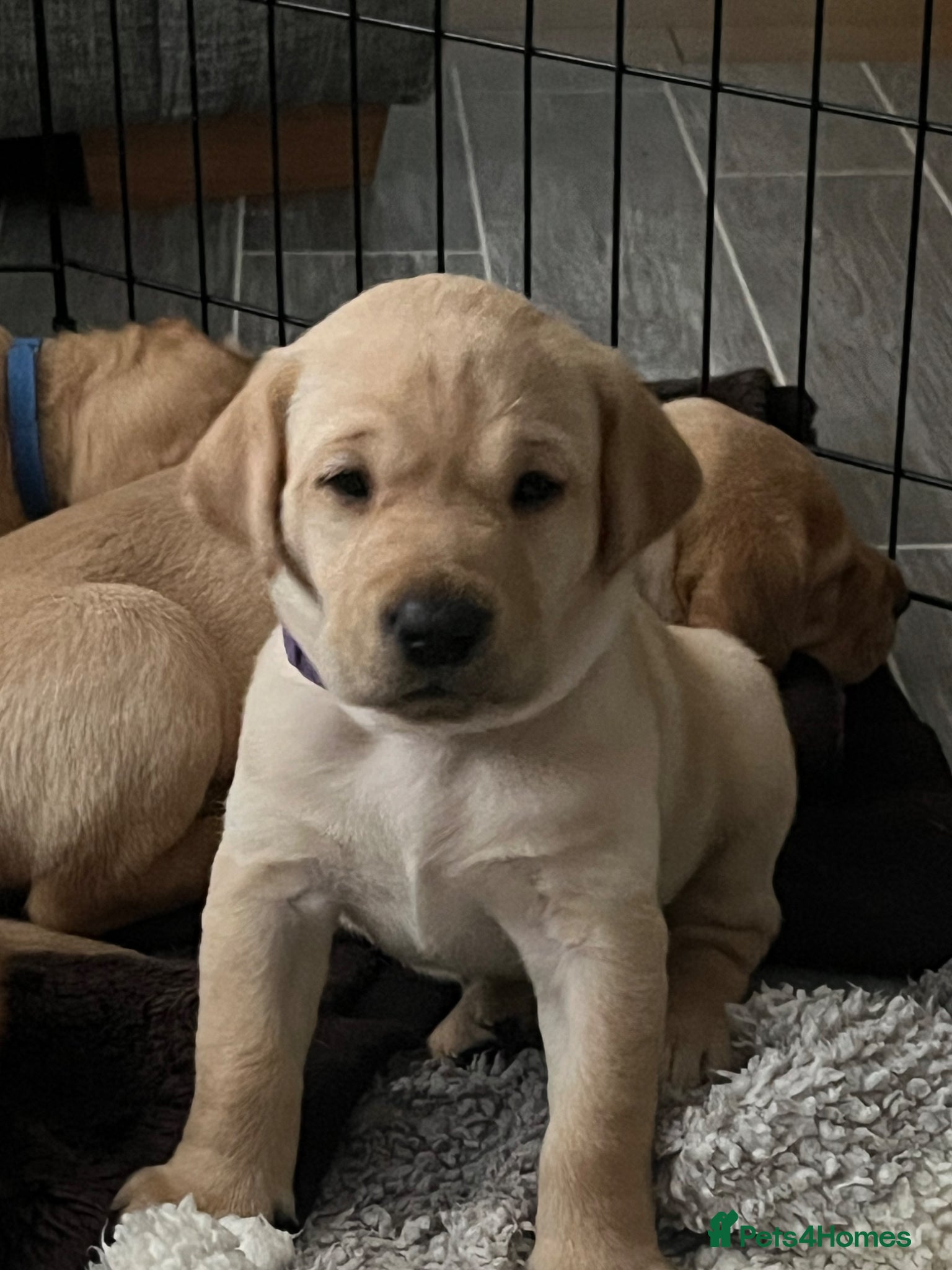 Labrador Retriever dogs for sale: Stunning Labrador pups - Advert 4