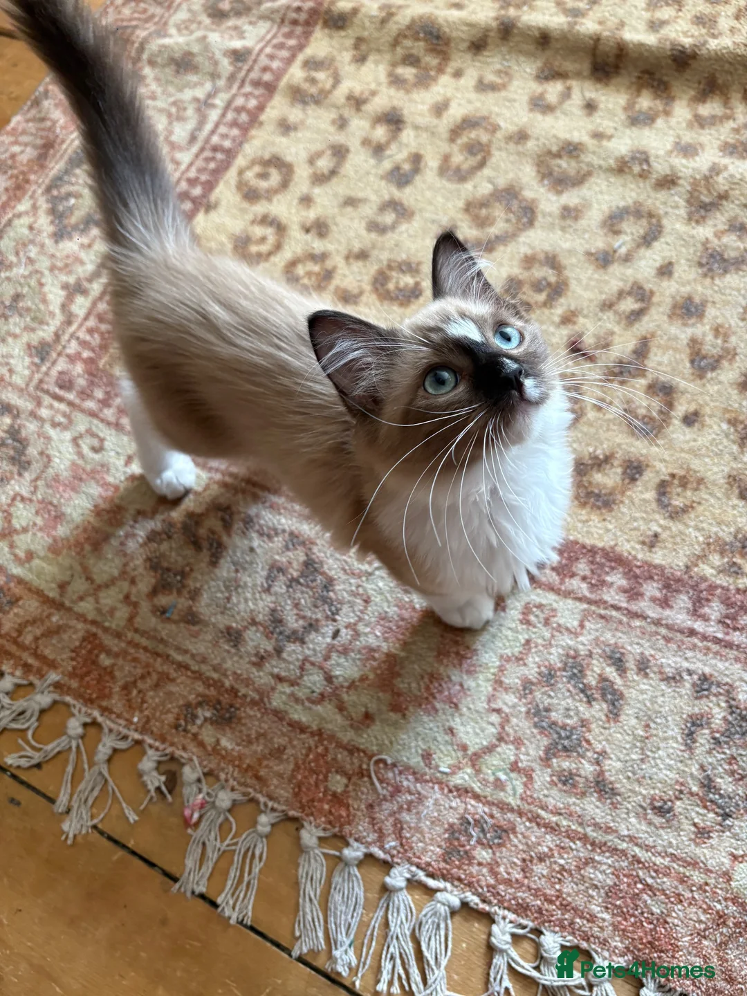 Ragdoll cats for sale: Ragdoll kitten in Colchester - Advert 2
