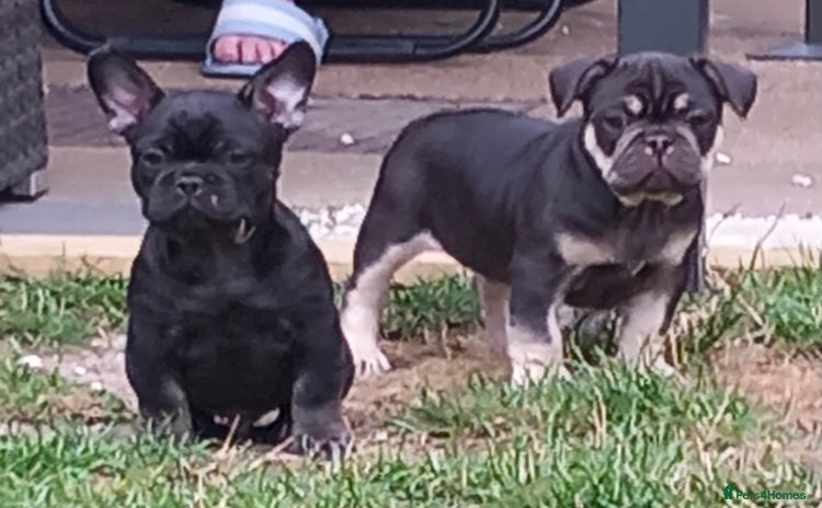 French Bulldog dogs - Advert 10