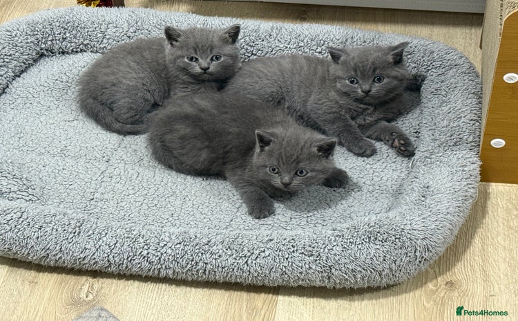British Shorthair cats - Advert 10
