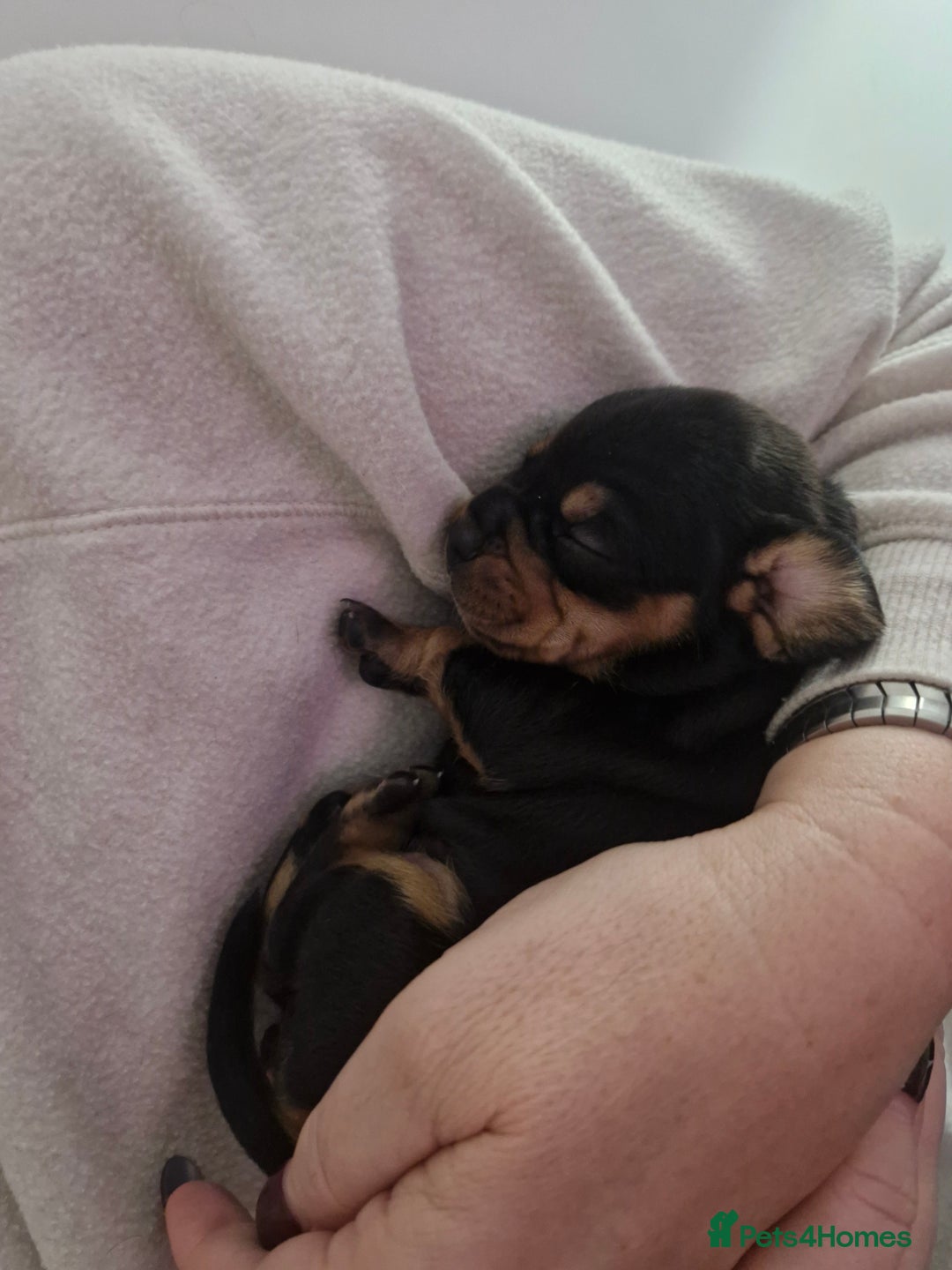 Mixed Breed dogs for sale: French Bull Wieners - Advert 9