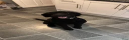 Labradoodle dogs for stud: ALFIE - Available for Stud only  in Falkirk - Advert 5