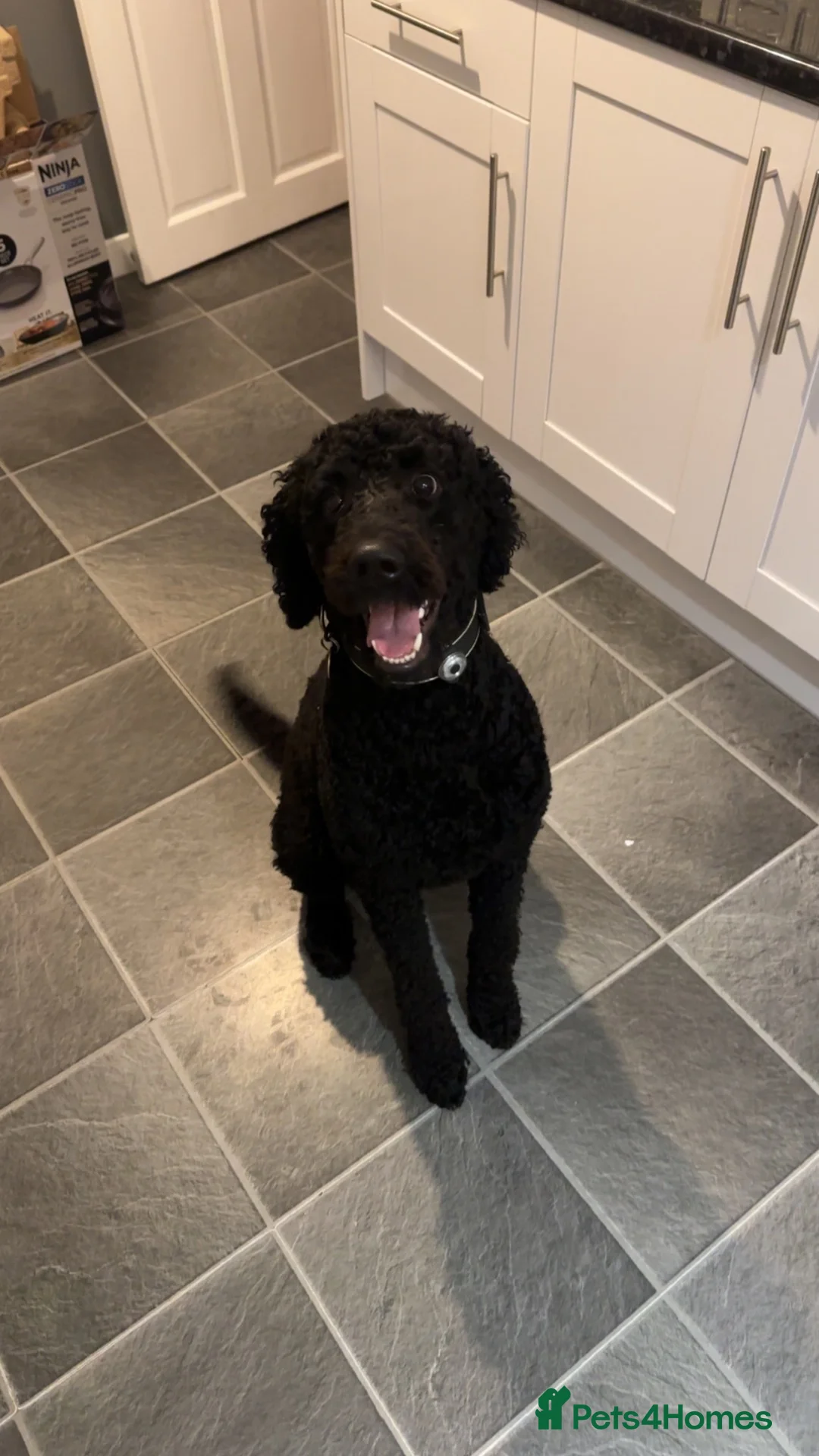 Labradoodle dogs for stud: ALFIE - Available for Stud only  in Falkirk - Advert 5