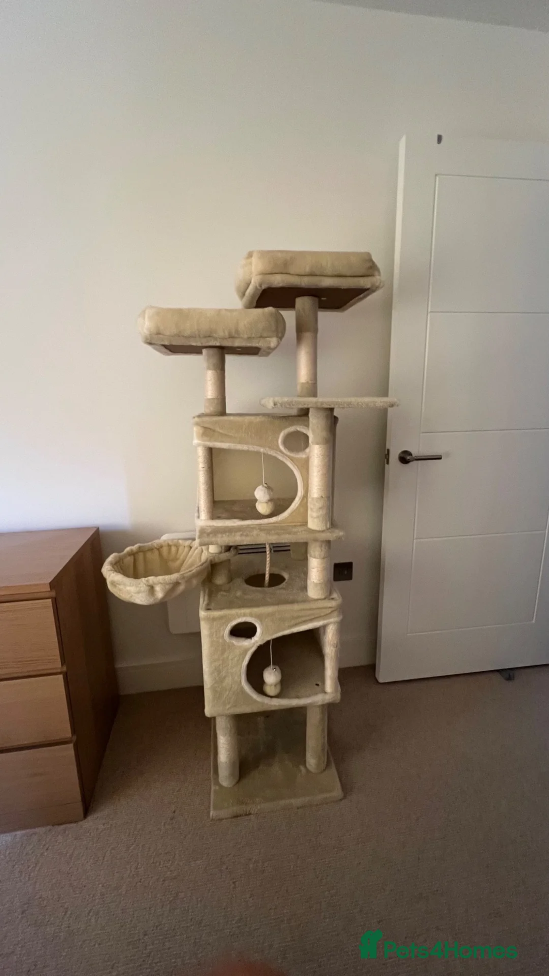 Domestic Shorthair cats for sale:     Friendly 2-Year-Old Male Cat for Adoption - Advert 2