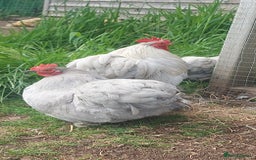 Chickens poultry for sale: 4 x lavender pekin bantams and 1 rooster - Image 7