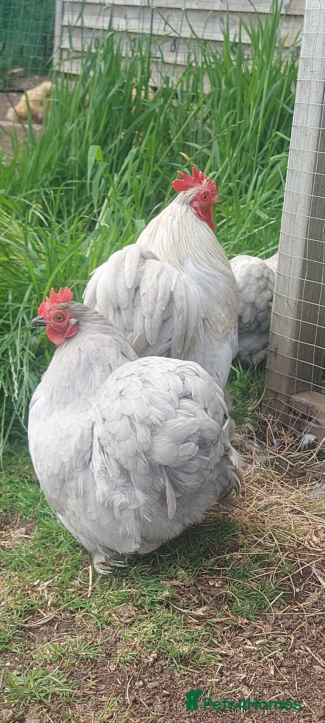 Chickens poultry for sale: 4 x lavender pekin bantams and 1 rooster - Image 7